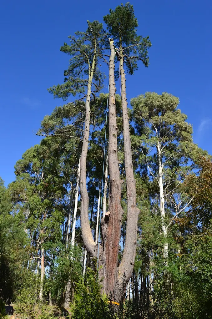 Makerikeri Silviculture field work